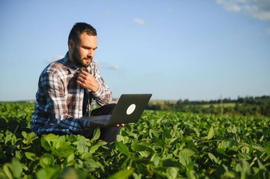 Bir çiftçi yeşil fasulye tarlasını teftiş eder. Hasat konsepti.