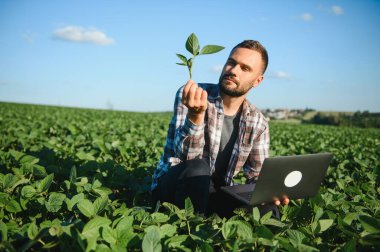 Genç yakışıklı tarım mühendisi soya fasulyesi tarlasında dizüstü bilgisayarla yaz başında çömeliyor..