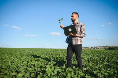 Bir çiftçi yeşil fasulye tarlasını teftiş eder. Hasat konsepti.