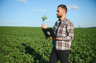 Genç yakışıklı tarım mühendisi soya fasulyesi tarlasında dizüstü bilgisayarla yaz başında çömeliyor..