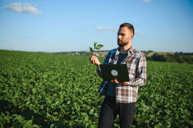 Bir çiftçi yeşil fasulye tarlasını teftiş eder. Hasat konsepti.