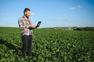 Agronomist tarlada yetişen soya fasulyesi ekinlerini inceliyor. Tarım üretim konsepti. Genç tarımcı yazın tarlada soya fasulyesi mahsulünü inceliyor. Soya tarlasında çiftçi.