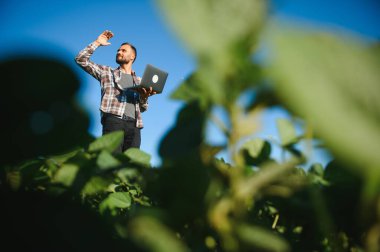 Genç yakışıklı tarım mühendisi soya fasulyesi tarlasında dizüstü bilgisayarla yaz başında çömeliyor..