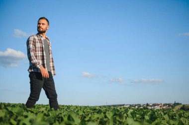 Büyüyen yeşil fasulye tarlasında tarım yapan çiftçi. Tarım endüstrisi