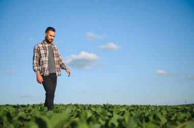 Soya tarlasında çiftçi. Açık havada büyümek.