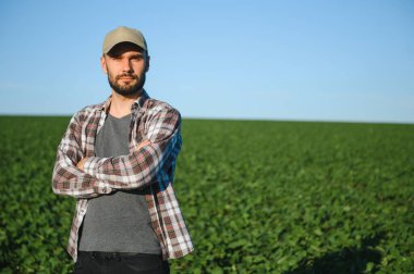 Bir çiftçi yeşil fasulye tarlasını teftiş eder. Hasat konsepti.