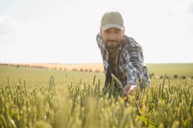 Yeşil buğday tarlasında dikilen genç çiftçi mahsulü inceliyor..