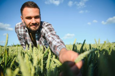Yeşil buğday tarlasında dikilen genç çiftçi mahsulü inceliyor..