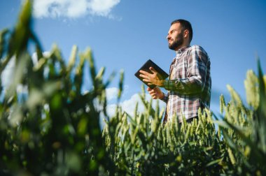Gün batımında yeşil buğday tarlasında duran genç çiftçinin portresi.
