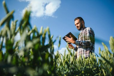 Yeşil buğday tarlasında dikilen genç çiftçi mahsulü inceliyor..