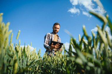 Yeşil buğday tarlasında dikilen genç çiftçi mahsulü inceliyor..