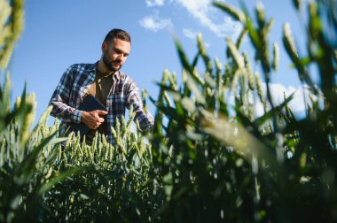 Yeşil buğday tarlasında dikilen genç çiftçi mahsulü inceliyor..