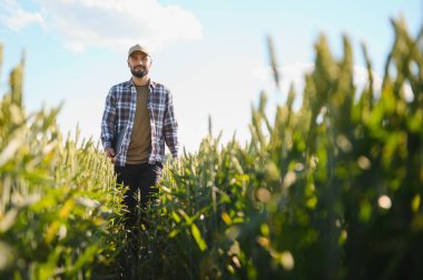 Gün batımında yeşil buğday tarlasında duran genç çiftçinin portresi.
