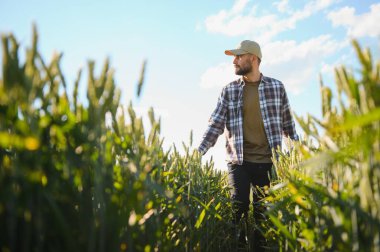 Gün batımında yeşil buğday tarlasında duran genç çiftçinin portresi.