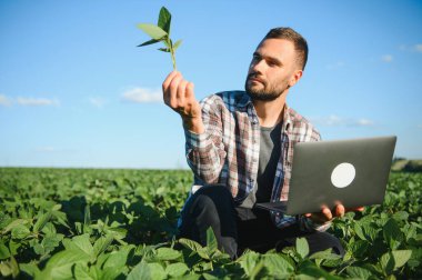 Büyüyen yeşil fasulye tarlasında tarım yapan çiftçi. Tarım endüstrisi