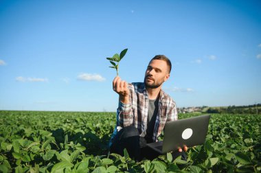 Genç yakışıklı tarım mühendisi soya fasulyesi tarlasında dizüstü bilgisayarla yaz başında çömeliyor..