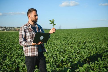 Bir çiftçi yeşil fasulye tarlasını teftiş eder. Hasat konsepti.