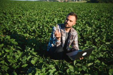Bir çiftçi yeşil fasulye tarlasını teftiş eder. Hasat konsepti.