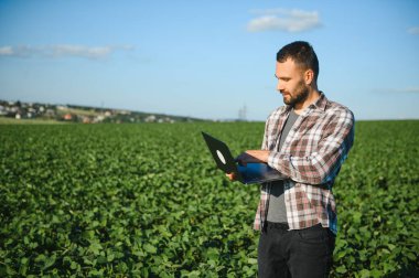 Bir çiftçi yeşil fasulye tarlasını teftiş eder. Hasat konsepti.