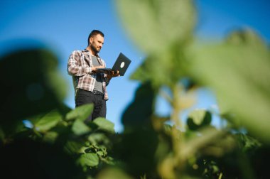 Bir çiftçi yeşil fasulye tarlasını teftiş eder. Hasat konsepti.