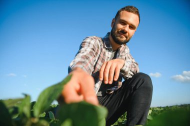 Agronomist tarlada yetişen soya fasulyesi ekinlerini inceliyor. Tarım üretim konsepti. Genç tarımcı yazın tarlada soya fasulyesi mahsulünü inceliyor. Soya tarlasında çiftçi.