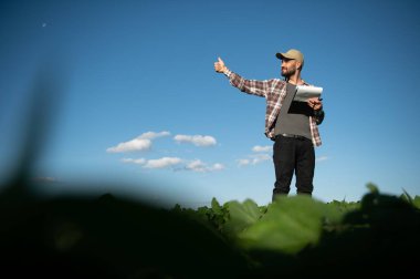 Agronomist tarlada yetişen soya fasulyesi ekinlerini inceliyor. Tarım üretim konsepti. Genç tarımcı yazın tarlada soya fasulyesi mahsulünü inceliyor. Soya tarlasında çiftçi.