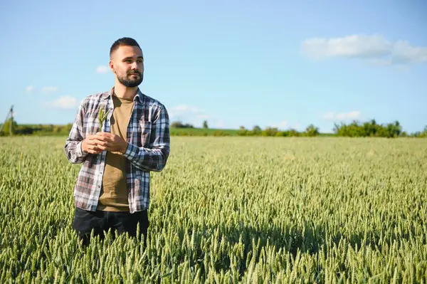 Yeşil buğday tarlasında dikilen genç çiftçi mahsulü inceliyor..