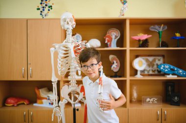 Okulda biyoloji dersinde insan iskeletini inceleyen çocuk..