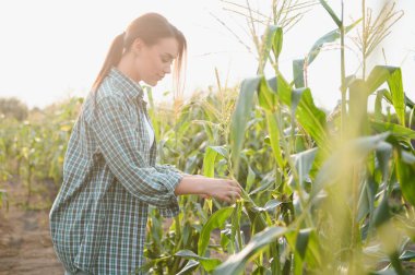 Tarım konsepti. Mısır tarlasında çiftçi kadın