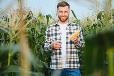 A young agronomist inspects the quality of the corn crop on agricultural land. Farmer in a corn field on a hot sunny day.