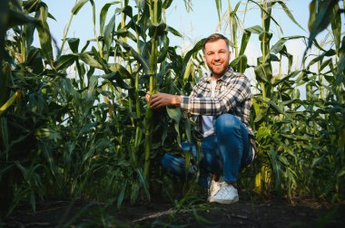 Mutlu çiftçi büyüyen mısır tarlasında duruyor ve ekinleri inceliyor. .