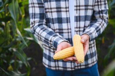 Bir adam mısır tarlasını teftiş ediyor ve zararlıları arıyor. Başarılı çiftçi ve tarım sektörü.