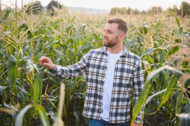 Bir adam mısır tarlasını teftiş ediyor ve zararlıları arıyor. Başarılı çiftçi ve tarım sektörü.