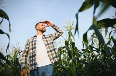 A young agronomist inspects the quality of the corn crop on agricultural land. Farmer in a corn field on a hot sunny day.
