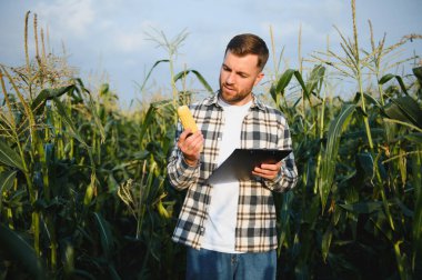 Bir adam mısır tarlasını teftiş ediyor ve zararlıları arıyor. Başarılı çiftçi ve tarım sektörü.