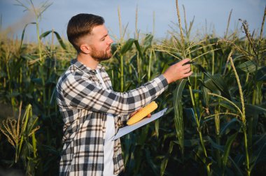 Bir adam mısır tarlasını teftiş ediyor ve zararlıları arıyor. Başarılı çiftçi ve tarım sektörü.