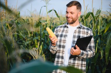 Bir adam mısır tarlasını teftiş ediyor ve zararlıları arıyor. Başarılı çiftçi ve tarım sektörü.