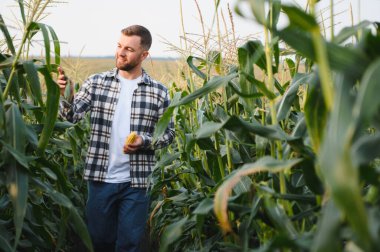 Mısır tarlasında genç ve yakışıklı bir ziraatçi hasat etmeden önce mahsulleri inceliyor..