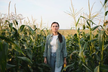 Tarım konsepti. Mısır tarlasında çiftçi kadın