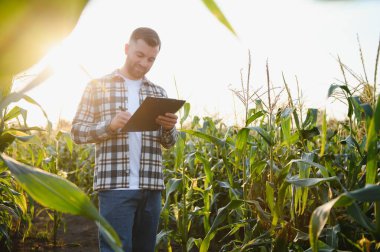 Mutlu çiftçi büyüyen mısır tarlasında duruyor ve ekinleri inceliyor. .