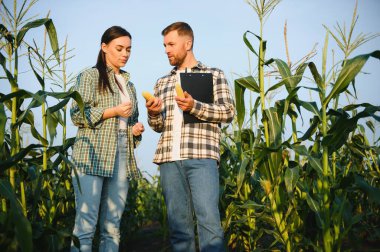 Bir grup çiftçi, bir adam ve bir kadın, tarladaki mısır mahsulünü inceliyorlar..