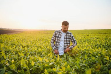 Agronomist tarlada yetişen soya fasulyesi ekinlerini inceliyor. Tarım üretim konsepti. Genç tarımcı yazın tarlada soya fasulyesi mahsulünü inceliyor. Soya tarlasında çiftçi