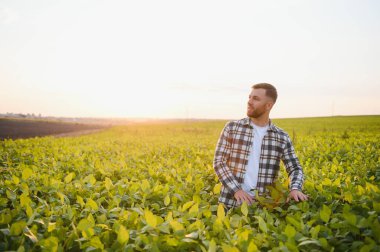 Agronomist tarlada yetişen soya fasulyesi ekinlerini inceliyor. Tarım üretim konsepti. Genç tarımcı yazın tarlada soya fasulyesi mahsulünü inceliyor. Soya tarlasında çiftçi