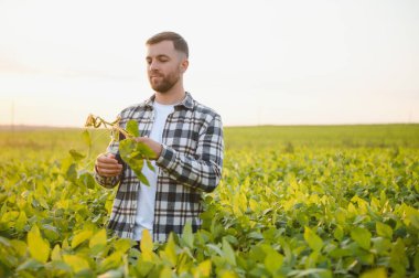 Agronomist tarlada yetişen soya fasulyesi ekinlerini inceliyor. Tarım üretim konsepti. Genç tarımcı yazın tarlada soya fasulyesi mahsulünü inceliyor. Soya tarlasında çiftçi