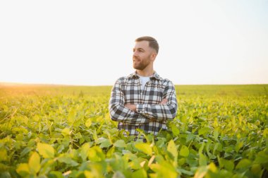 Soya tarlasında dikilen çiftçi gün batımında mahsulü inceliyor..