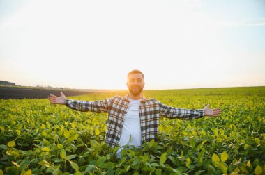 Soya tarlasında dikilen çiftçi gün batımında mahsulü inceliyor..