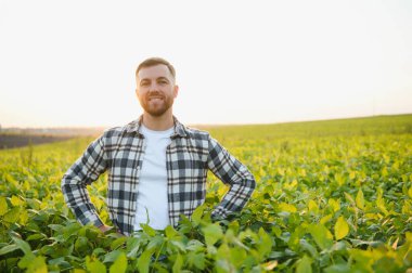 Agronomist tarlada yetişen soya fasulyesi ekinlerini inceliyor. Tarım üretim konsepti. Genç tarımcı yazın tarlada soya fasulyesi mahsulünü inceliyor. Soya tarlasında çiftçi