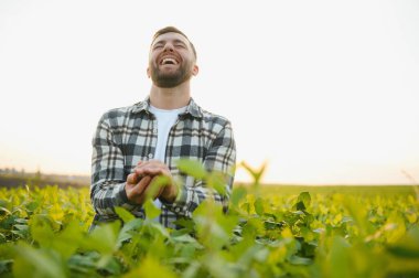Bir çiftçi yeşil fasulye tarlasını teftiş eder. Hasat konsepti.