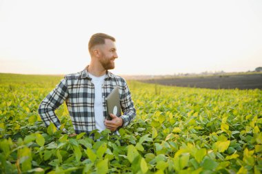 Çiftlik işçisi Soya bitki gelişimini kontrol eder. Soya fasulyesi bitkileri alanında büyüyen kontrol ziraat mühendisi.