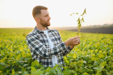 Çiftlik işçisi Soya bitki gelişimini kontrol eder. Soya fasulyesi bitkileri alanında büyüyen kontrol ziraat mühendisi.